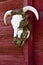 Steer Head Horns On Red Barn Wall Vertical