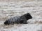 Steer Laying Covered In Snow