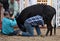 Steer Milking