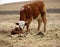 Steer with Newborn Calf