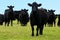 Steers Bulls in Beef Farm
