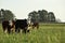 Steers fed on natural grass,