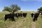 Steers fed with natural grass,