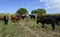 Steers fed with natural grass,