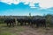 Steers fed on pasture,