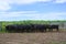 Steers fed on pasture,