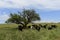 Steers fed on pasture,