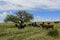 Steers fed on pasture,
