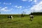 Steers fed on pasture,