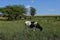 Steers fed on pasture,