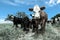 Steers fed on pasture,