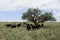 Steers fed on pasture,