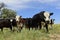 Steers fed on pasture,