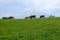 Steers Grazing on Hill