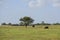 Steers and heifers raised with natural grass,