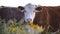 Steers and heifers raised with natural grass