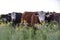 Steers and heifers raised with natural grass