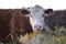 Steers and heifers raised with natural grass