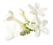 Stefanotis flower on white background