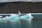 Steffen glacier in Campo de Hielo Sur Southern Patagonian Ice Field, Chilean Patagonia