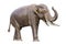 Stegolophodon. four ivory extinct primitive elephant
