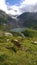 Stein Glacier Switzerland and Cow