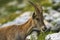 Steinbock or Alpine Capra Ibex portrait at Colombiere pass, Fran