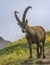 Steinbock or Alpine Capra Ibex portrait at Colombiere pass, France