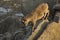 The Steinbock. Alpine Ibex Capra ibex.