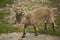 The Steinbock. Alpine Ibex Capra ibex. Baby.