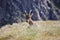 Steinbock alpine ibex resting on the grass in the Orobie Alps, Bergamo province, Italy