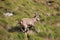 Steinbock in the Orobie Alps, Bergamo province, Italy