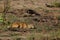 Steinbuck hiding, Botswana