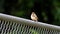 Stejneger\'s Stonechat rest on iron fence