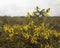 Stekelbrem, Petty Whin, Genista anglica