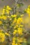 Stekelbrem, Petty Whin, Genista anglica