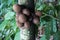 Stelechocarpus burahol (kepel, burahol, kepel fruit, kepel apple)