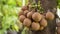 Stelechocarpus burahol, known as burahol, kepel, keppel fruit, or kepel apple