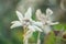 Stella Alpina, Edelweiss flower, Alpine Edelweiss flowers