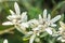 Stella Alpina, Edelweiss flower, Alpine Edelweiss flowers