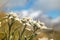 Stella Alpina, Edelweiss flowers close-up, italian Alps