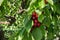 Stella cherry tree with ripe dark red cherries hanging on tree branch