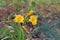 Stella` Daylily Stella de Oro is the golden-yellow flower with clumps of arching foliage