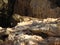 Stellagama crawling on the rocks under the sunlight in Malta with a blurry background