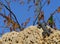 Stellagama enjoing the sun on the rocks in Israel close-up. The brightly lit by the sun lizard on stones