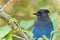 Stellar Blue Jay 1