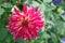 Stellar Dahlia blossom Bangkok with foliage outdoor daylight