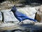 Stellar Jay