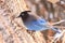 Stellar jay on twig