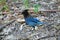 Stellar\'s jay